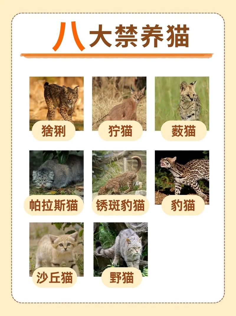 野猫最新版本哪里能下载?(安全渠道推荐避坑) 野猫最新版本哪里能下载?(安全渠道推荐避坑)