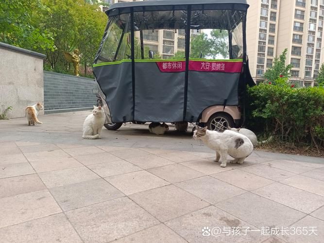 野猫最新聚集地揭秘（专家追踪三年来活动变化）