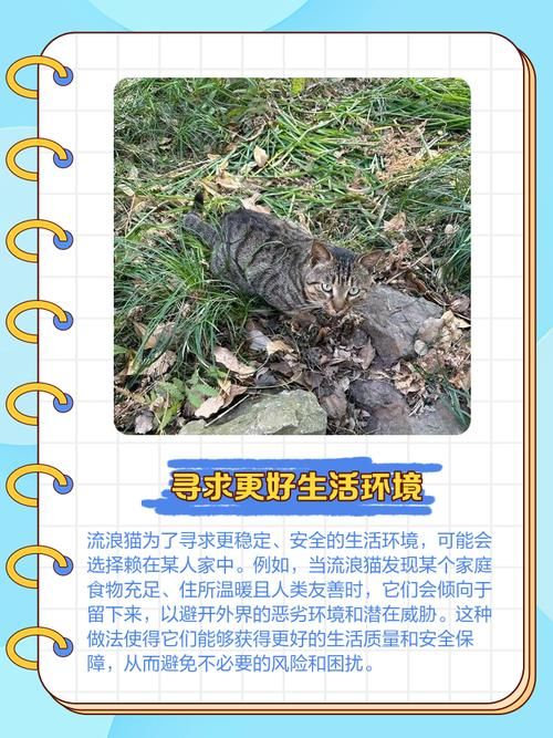 野猫最新聚集地揭秘（专家追踪三年来活动变化）