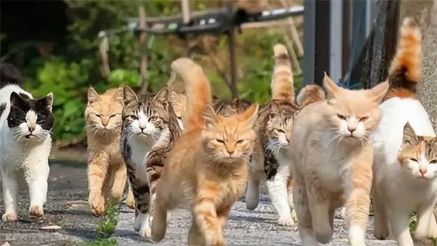 野猫最新聚集地揭秘（专家追踪三年来活动变化）