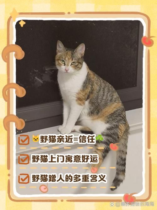 野猫汉化版更新带来了哪些好处？提升用户体验关键点！