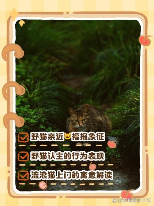 野猫汉化版更新带来了哪些好处？提升用户体验关键点！