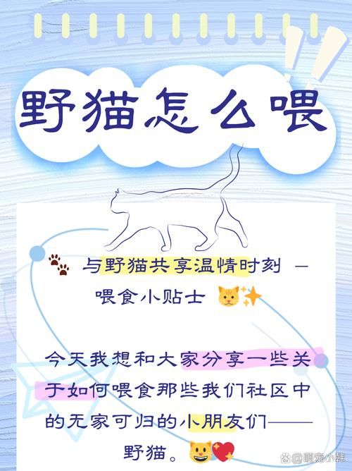 野猫游戏介绍有哪些内容？必看要点全攻略分享！