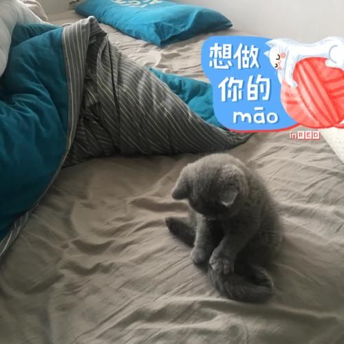 野猫版本大全怎么下载？（这5个平台免费又安全！）