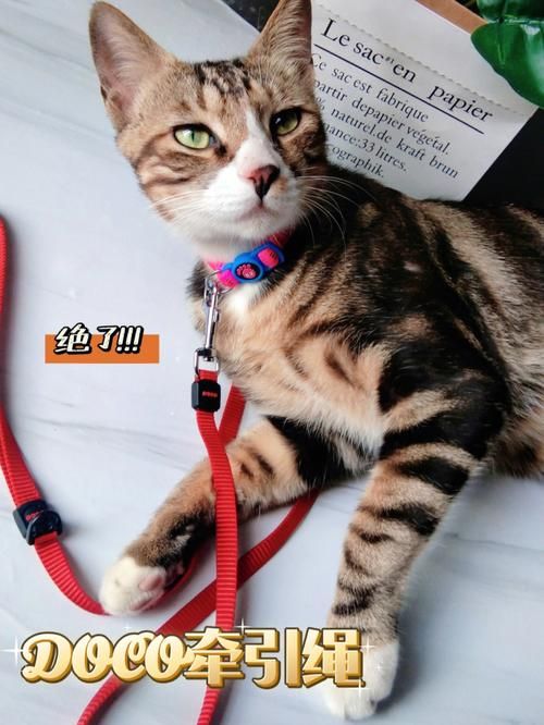 野猫版本大全怎么下载？（这5个平台免费又安全！）