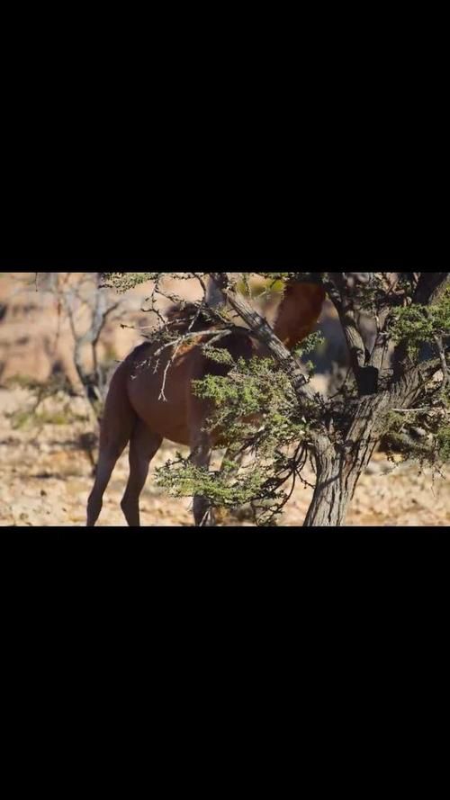 闭嘴跳舞如何下载高清版？这个网站资源最多最全！