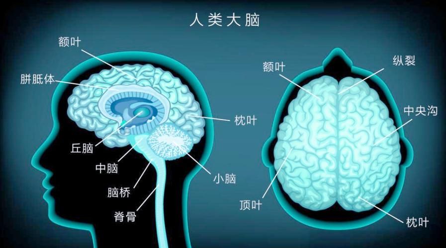 青色大脑版本大全使用技巧有哪些?5个方法助你优化效能! 青色大脑版本大全使用技巧有哪些?5个方法助你优化效能!