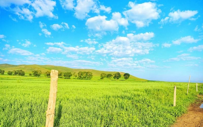 青青草原下载地址怎么使用？新手必备详细步骤！