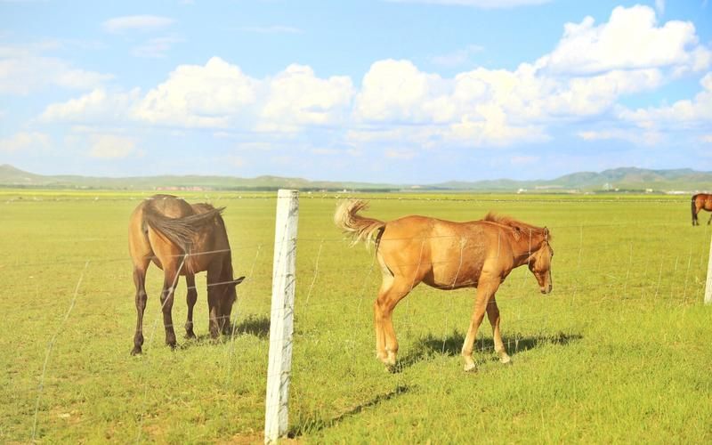 青青草原下载地址怎么使用?新手必备详细步骤! 青青草原下载地址怎么使用?新手必备详细步骤!