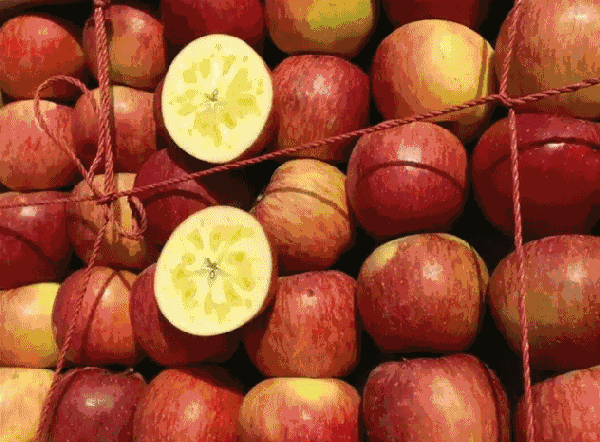 鱼筱最新版本怎么下载使用？(简单步骤快速上手方法)