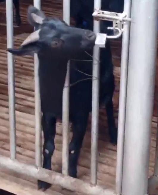 黑山羊之夜在哪下载最新版？附全结局解锁资源地址