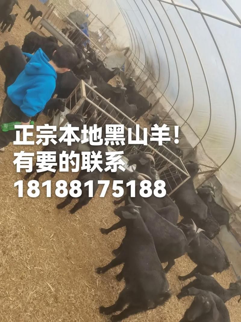 黑山羊之夜最新怎么玩？(新手快速入门指南分享)