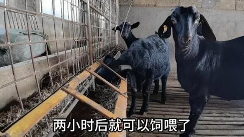 黑山羊之夜最新怎么玩？(新手快速入门指南分享)